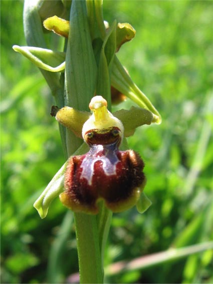 Or. papilionacea, Op. tenthredinifera, Op. sphegodes .......